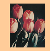 tulip bouquet