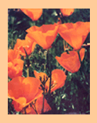 California Poppies