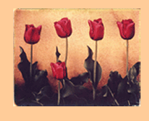 Santa Fe tulips