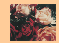 garden roses
