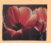 inside a tulip