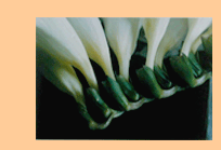 freesia series 1