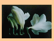 freesia series 2