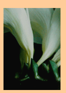 freesia series 3